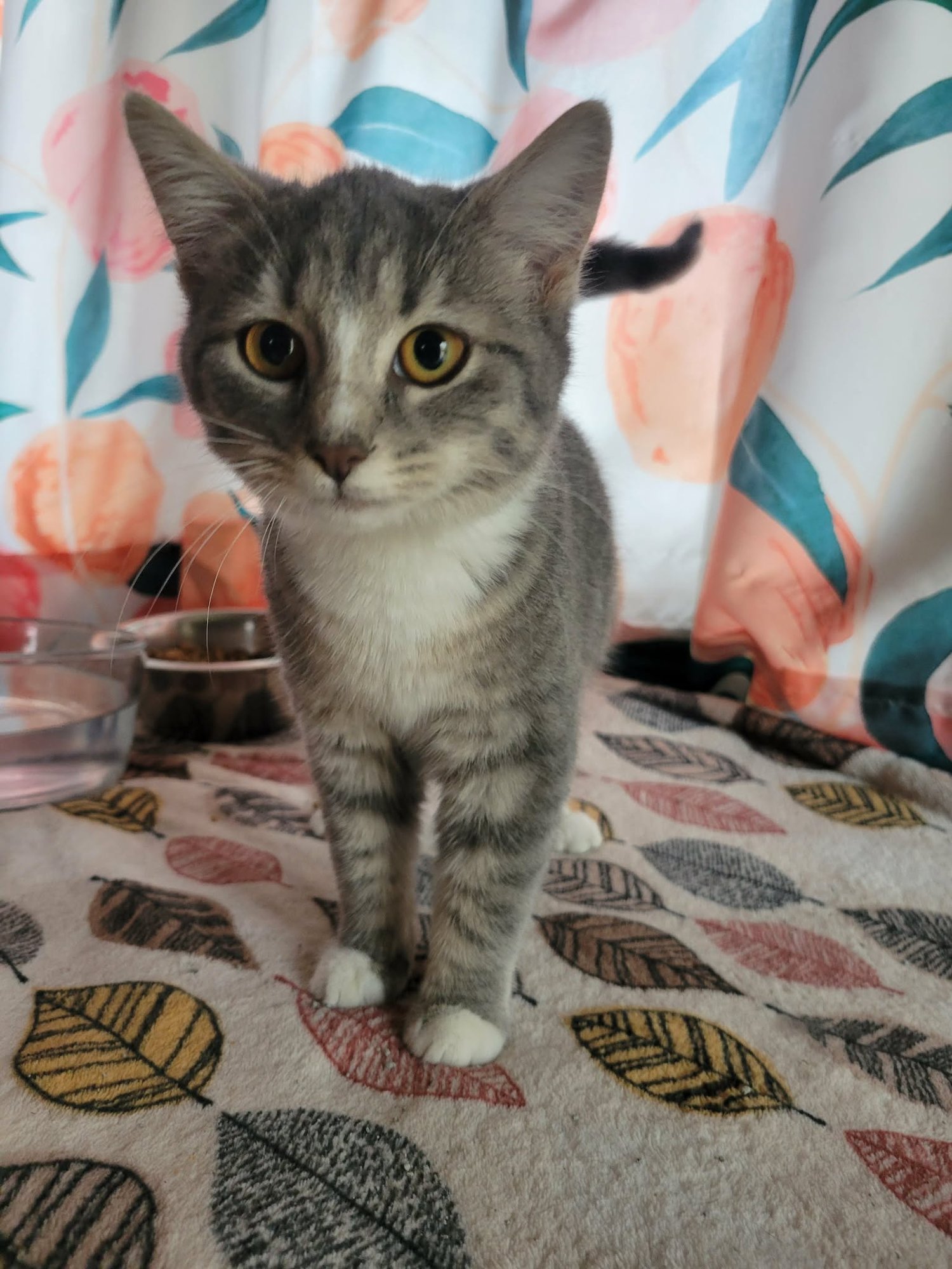 TOO CHUBZ - Domestic Short Hair available for adoption