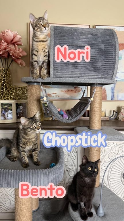 Chopstick Image