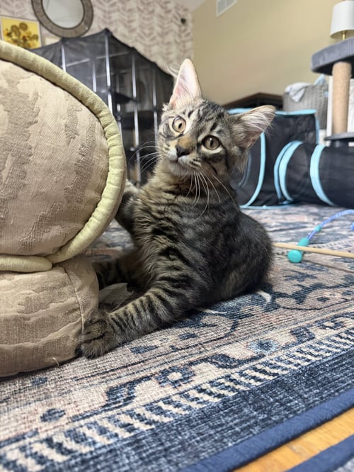 CHOPSTICK - Domestic Long Hair available for adoption