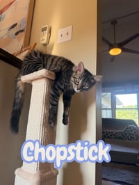 Chopstick - Photo 3