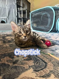 Chopstick - Photo 4