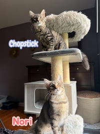 Chopstick - Photo 5