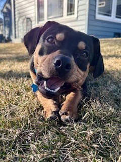 LITTLE MAN - Hound for adoption in Joliet
