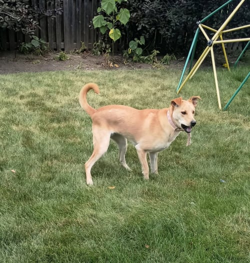 MAGGIE - Labrador Retriever available for adoption