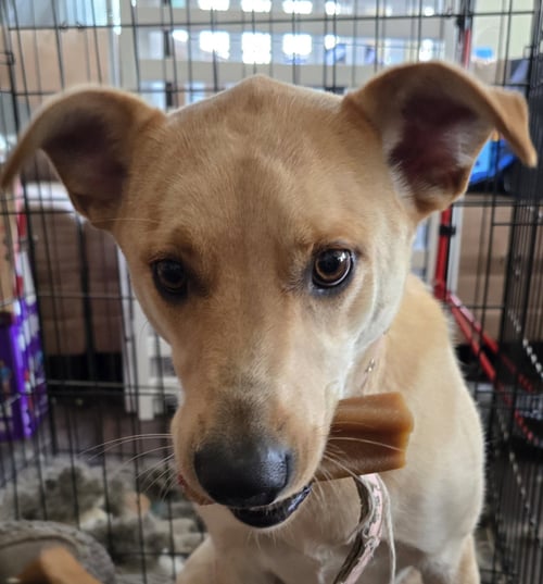 MAGGIE - Labrador Retriever available for adoption