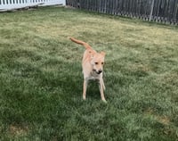Maggie - Photo 3