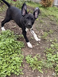 Bandit - Photo 4