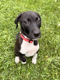 Bandit - Photo 5