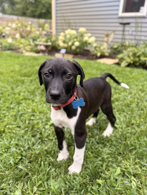 BANDIT - Hound available for adoption