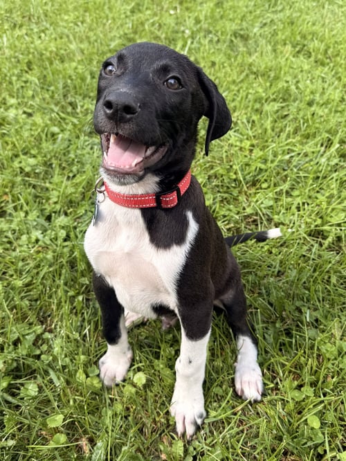 BANDIT - Hound available for adoption