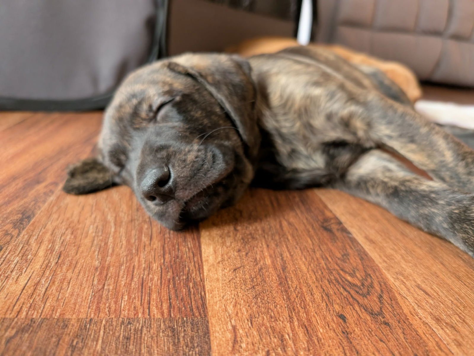 SAMMY - Labrador Retriever available for adoption