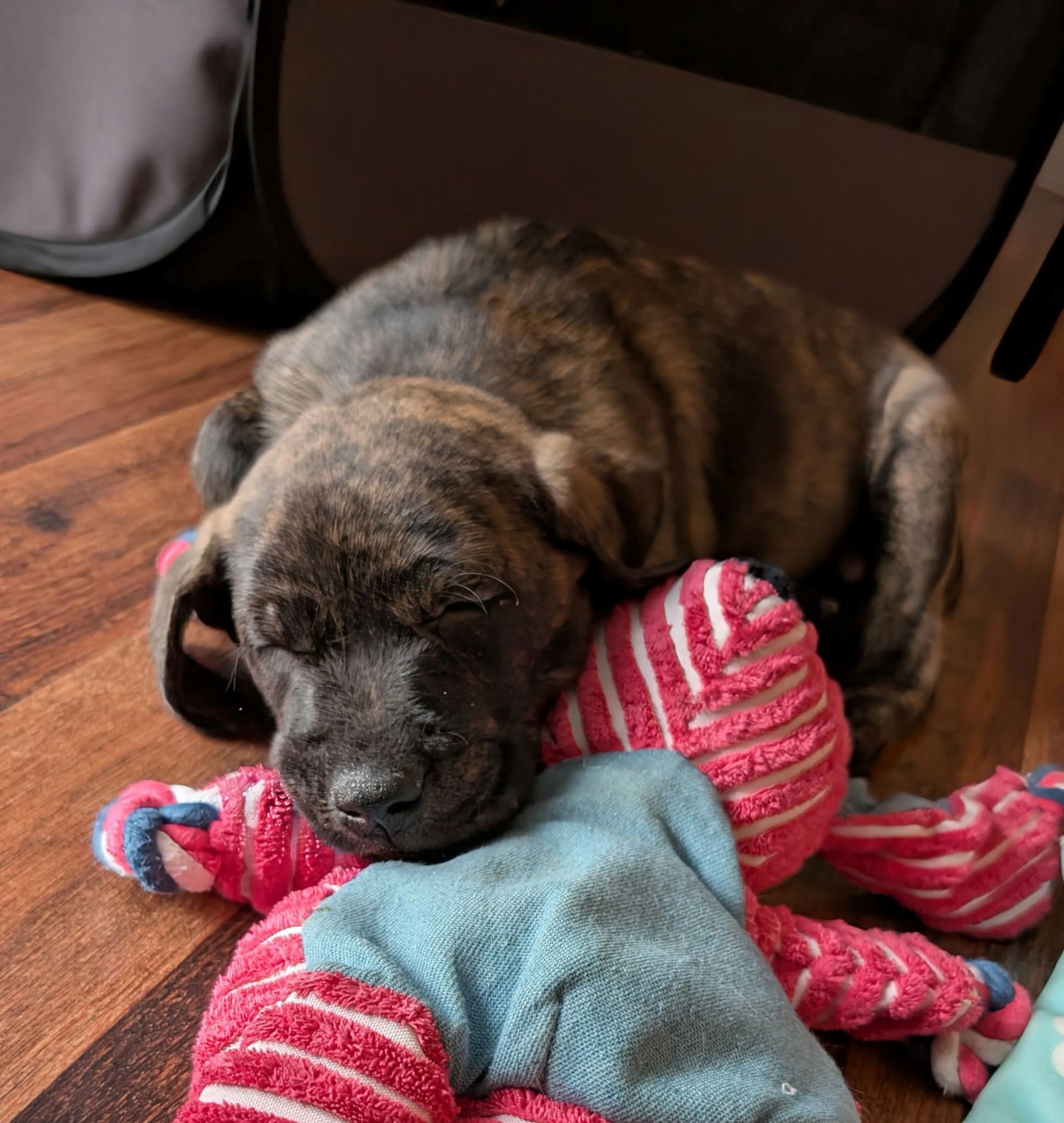 SAMMY - Labrador Retriever available for adoption