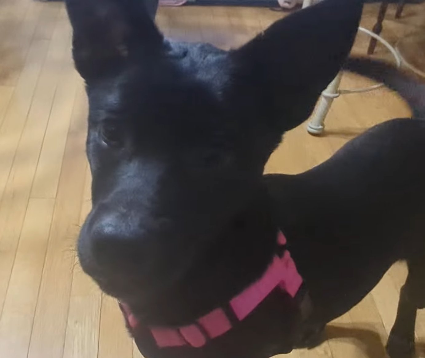 LUFFY - German Shepherd Dog available for adoption