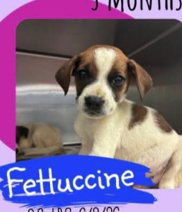 FETTUCINE
