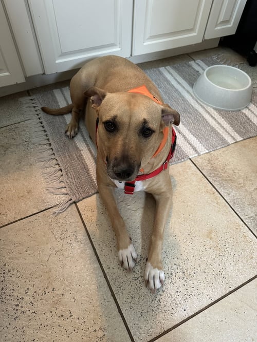 CHEVY LYNN - Labrador Retriever available for adoption