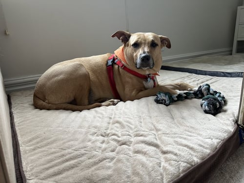 CHEVY LYNN - Labrador Retriever available for adoption