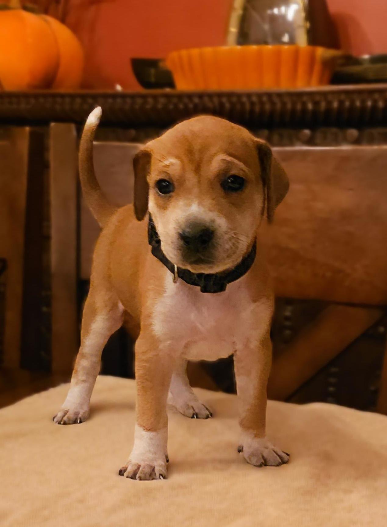 ILSA - Hound available for adoption