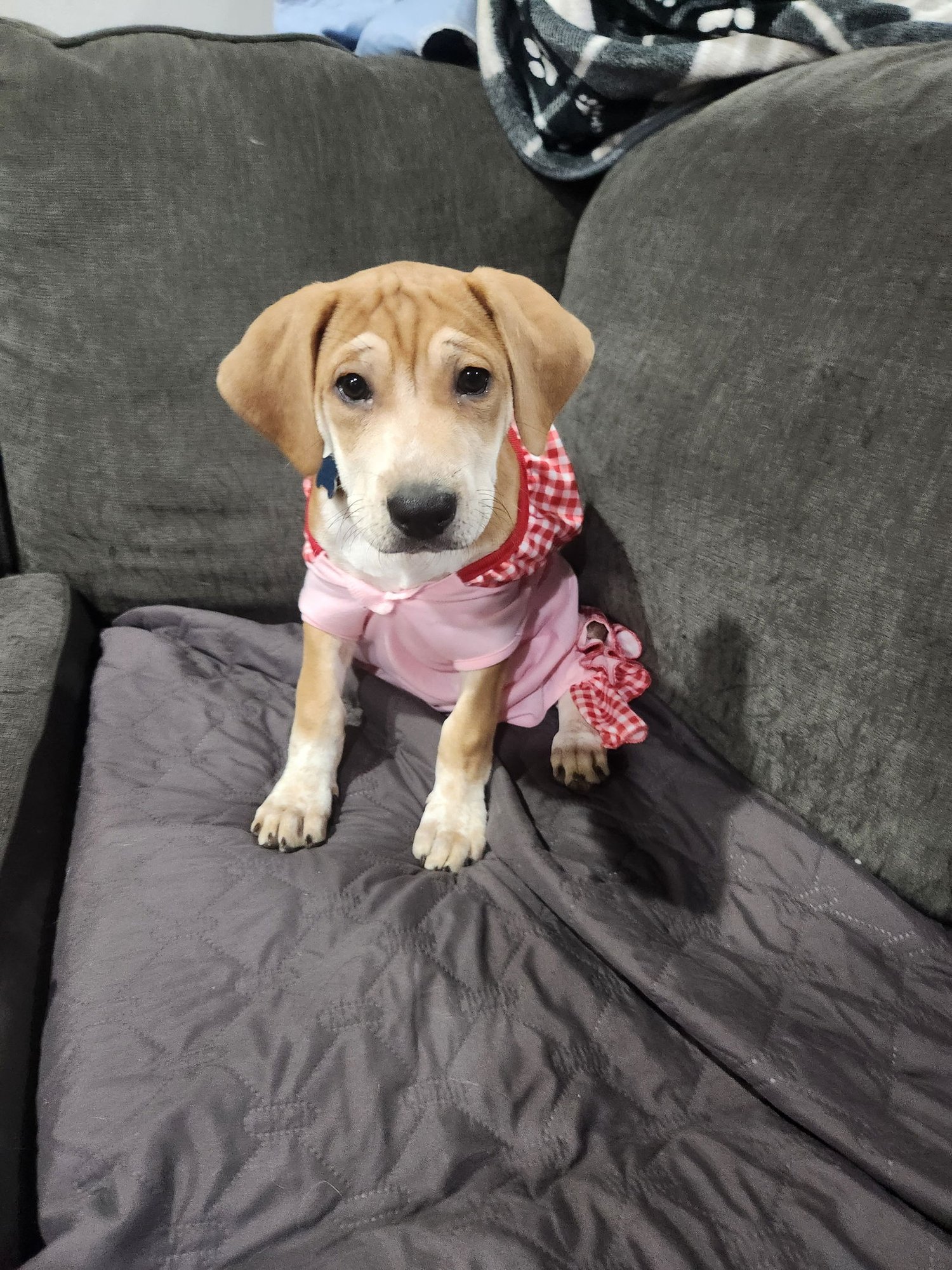 ILSA - Hound available for adoption