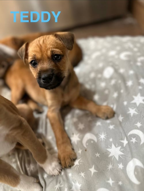 TEDDY BEAR - Terrier / Labrador Retriever available for adoption