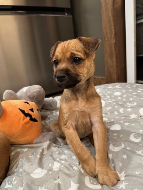 TEDDY BEAR - Terrier / Labrador Retriever available for adoption