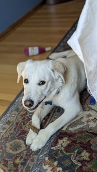 Rambo - Photo 2