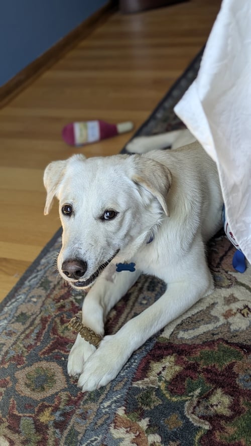 RAMBO - Labrador Retriever available for adoption