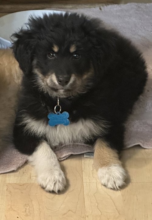 CALIENTE AKA CALLIE - Shepherd available for adoption