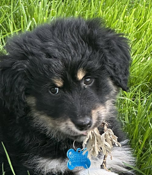 CALIENTE AKA CALLIE - Shepherd available for adoption