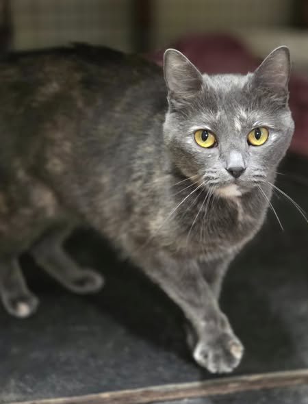 MILKSHAKE - Domestic Short Hair / Dilute Tortoiseshell for adoption in Wilmington