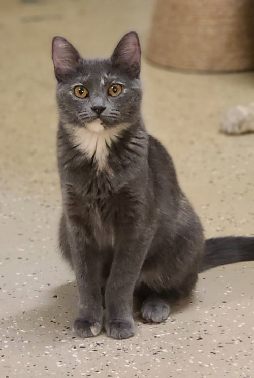 MILKSHAKE - Domestic Short Hair / Dilute Tortoiseshell available for adoption