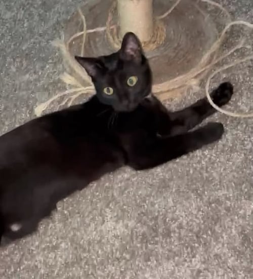 KIRA - Domestic Short Hair available for adoption