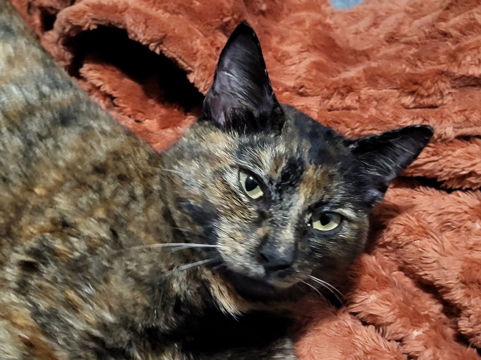 MAMA CALLIOPE - Domestic Short Hair available for adoption