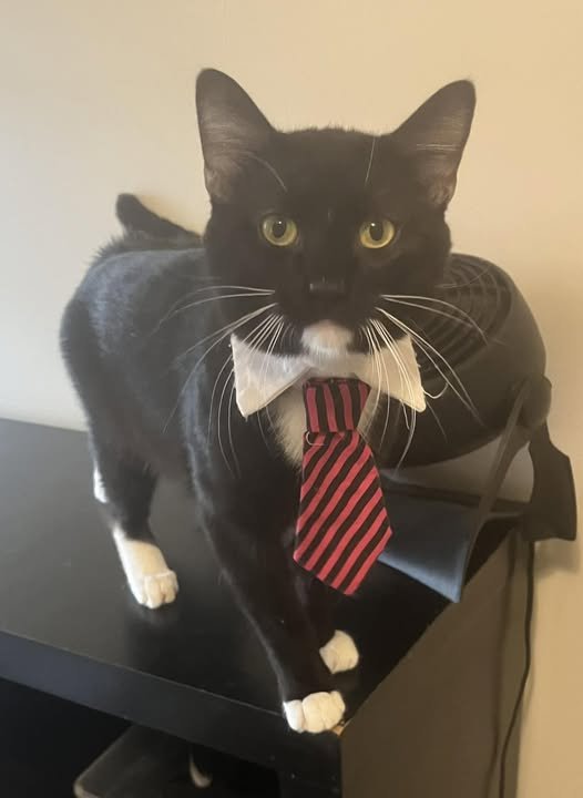 Whiskers Mcmittensdorf Image