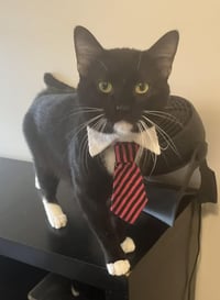 Whiskers Mcmittensdorf - Photo 1