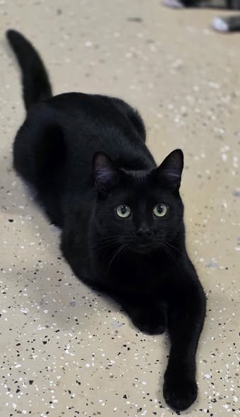 RYAN - Domestic Short Hair for adoption in Wilmington