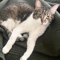 MISSY - Domestic Short Hair for adoption in Wilmington