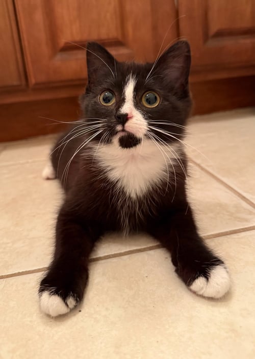 PRINCESS CAROLINE