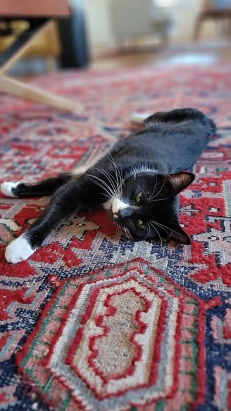 MOOCHI - Domestic Short Hair for adoption in Wilmington