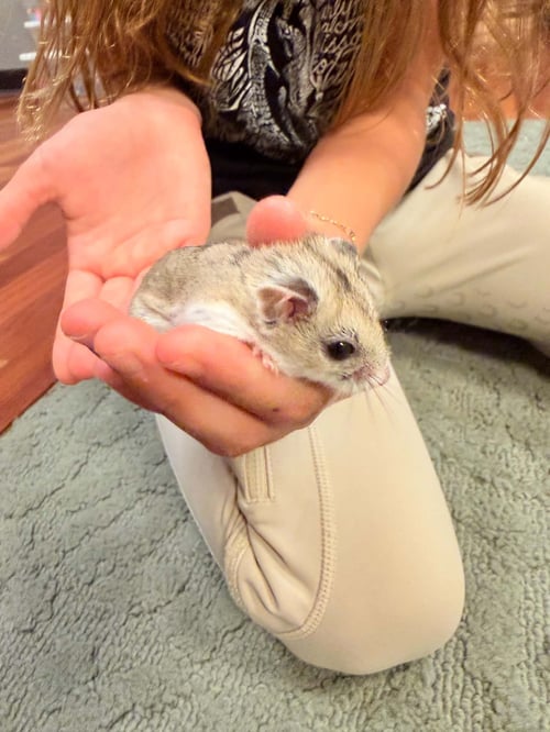 PANCAKE - Hamster available for adoption