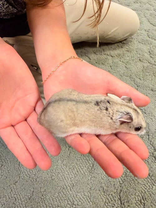 PANCAKE - Hamster available for adoption
