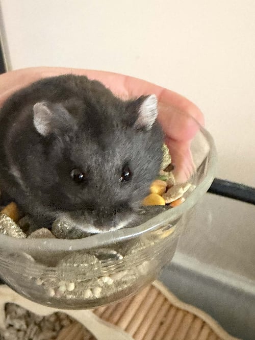 BENJI - Hamster available for adoption