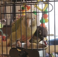 Olive and Basil - Photo 2