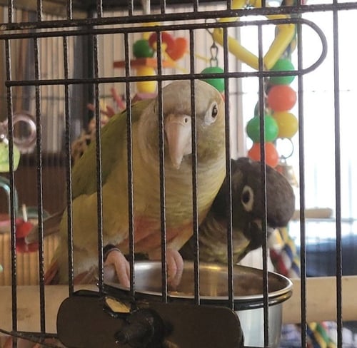 OLIVE AND BASIL - Conure available for adoption