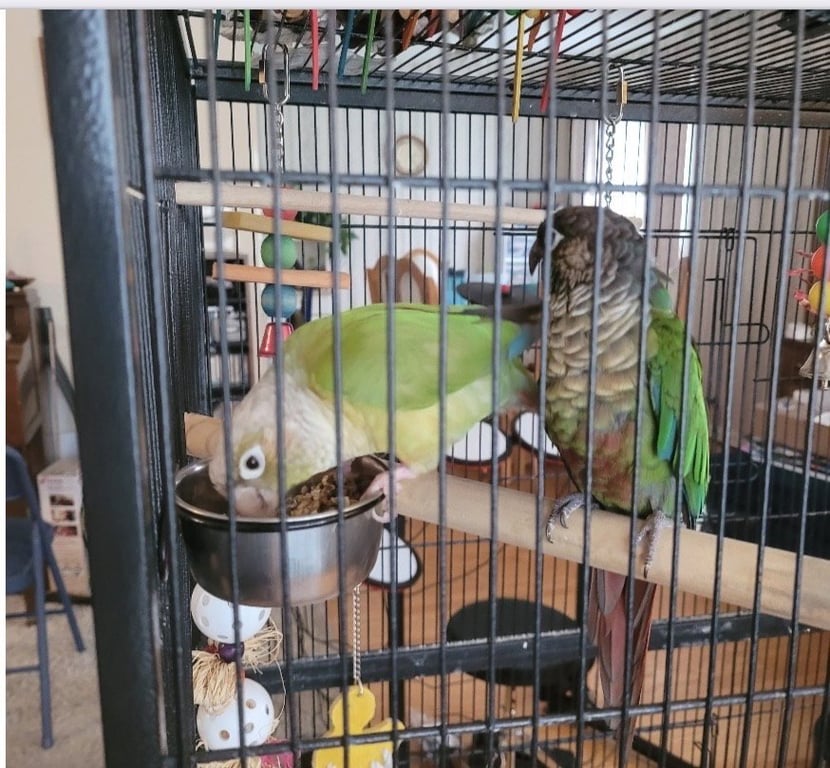 Olive and Basil Image
