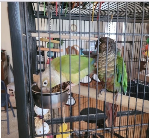 OLIVE AND BASIL - Conure available for adoption