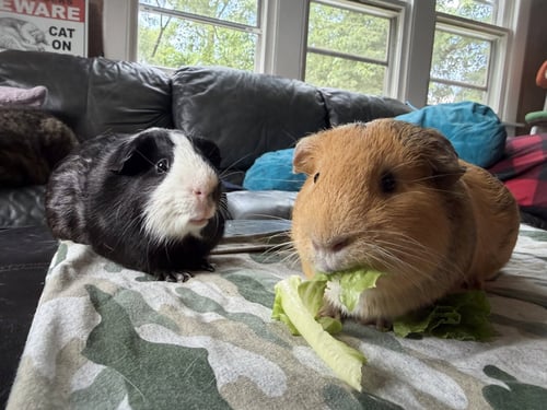 CAINE AND ABEL - Guinea Pig available for adoption