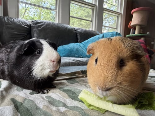 CAINE AND ABEL - Guinea Pig available for adoption