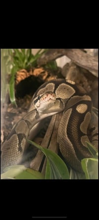 Hodini - Photo 1