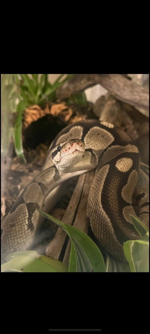HODINI - Ball Python available for adoption