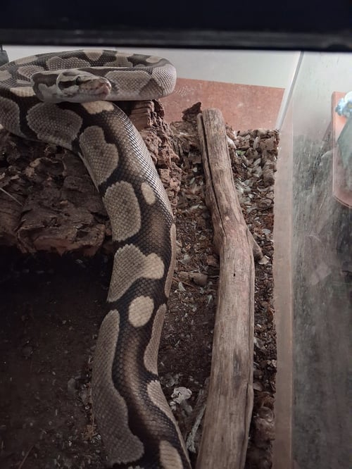HODINI - Ball Python available for adoption